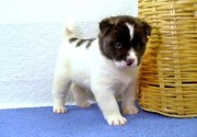 beautiful Akita Puppies For Sale